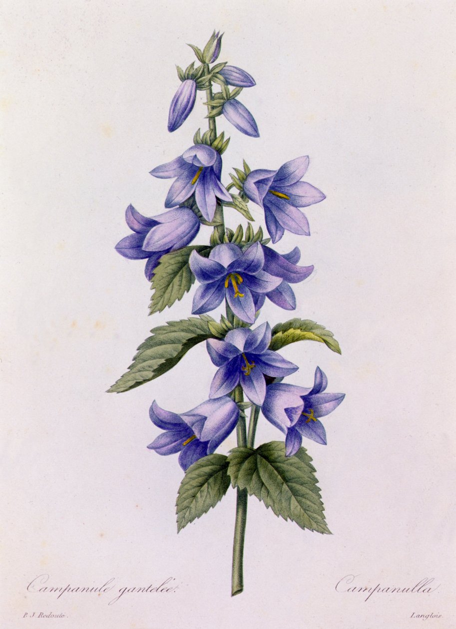 Campanula (färgad gravyr) av Pierre Joseph Redouté