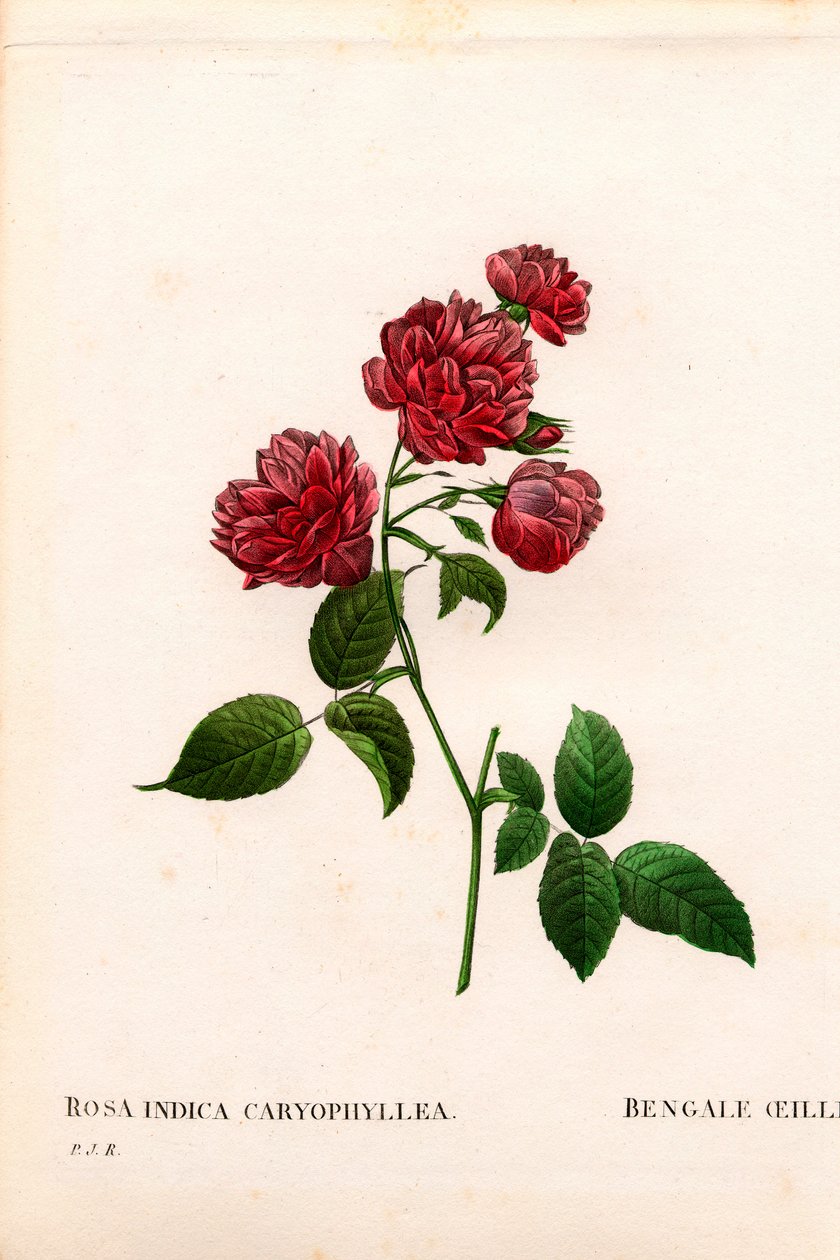 Carnation China Rose, Rosa chinensis sort, The Bengal Carnation Carnation. Handfärgad kopparsticksgravyr från Pierre Joseph Redoutes "" Les Roses,"" Paris av Pierre Joseph Redouté