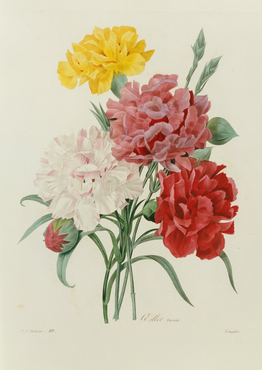 Nejlikor, från "Val av de vackraste blommorna", c.1833 av Pierre Joseph Redouté