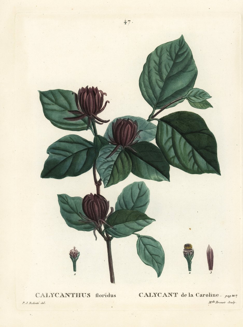 Carolina kryddbuske eller östlig sötbuske, Calycanthus floridus. Handfärgad stipplegravyr av Miss Brenet efter en illustration av Pierre-Joseph Redoute från Henri Louis Duhamel du Moncels Treat des Arbres et Shrustes, Paris av Pierre Joseph Redouté