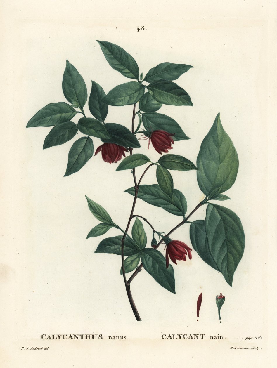 Carolina kryddbuske eller östlig sötbuske, Calycanthus floridus var. glaucus (Calycanthus nanus). Handkolorerad stippelgravyr av Du Ruisseau efter en illustration av Pierre-Joseph Redoute från Henri Louis Duhamel du Moncels Treat des Arbres et Shrustes, av Pierre Joseph Redouté