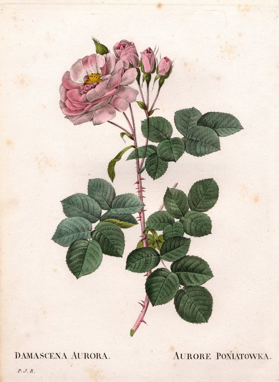 Celeste ros, Rosa alba sort, Rose Aurore Poniatowska. Handfärgad kopparsticksgravyr från Pierre Joseph Redoutes "" Les Roses,"" Paris av Pierre Joseph Redouté