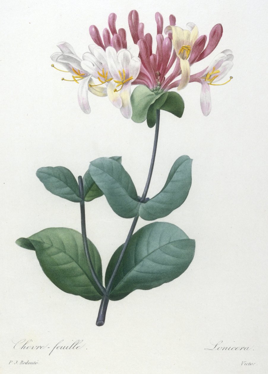 Chevre-feuille, från valet av de vackraste blommorna och de vackraste frukterna, 1827 (handfärgad sticklinggravyr) av Pierre Joseph Redouté