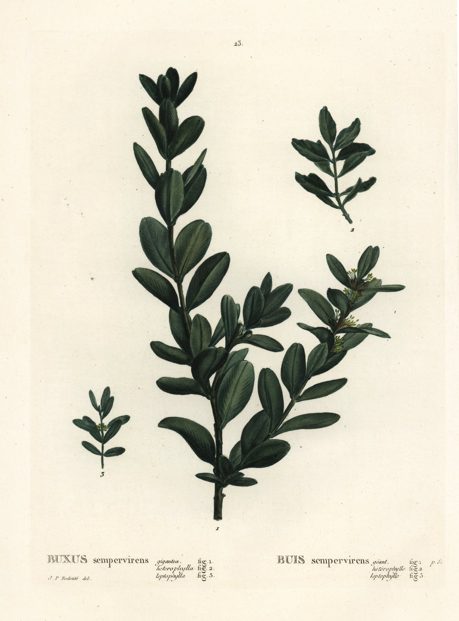 Vanlig låda, europeisk låda eller buxbom, Buxus sempervirens (gigantea, heterophylla och leptophylla). Handkolorerad stippelgravyr efter en illustration av Pierre-Joseph Redoute från Henri Louis Duhamel du Monceaus Treat des Arbres et Shrustes, Paris av Pierre Joseph Redouté
