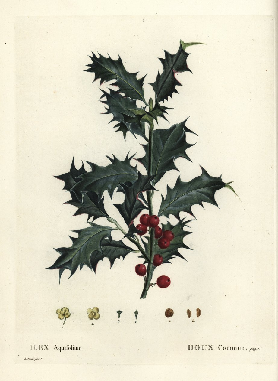 Vanlig järnek, Ilex aquifolium. Handkolorerad stipplegravyr efter en illustration av Pierre-Joseph Redoute från Henri Louis Duhamel du Monceaus Treat des Arbres et Shrustes, Paris av Pierre Joseph Redouté