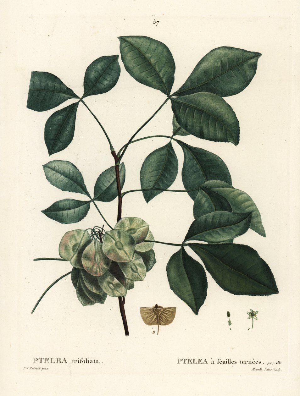 Vanligt humleträd, stinkande ask eller oblataska, Ptelea trifoliata. Handkolorerad stipplegravyr av Mixelle l
