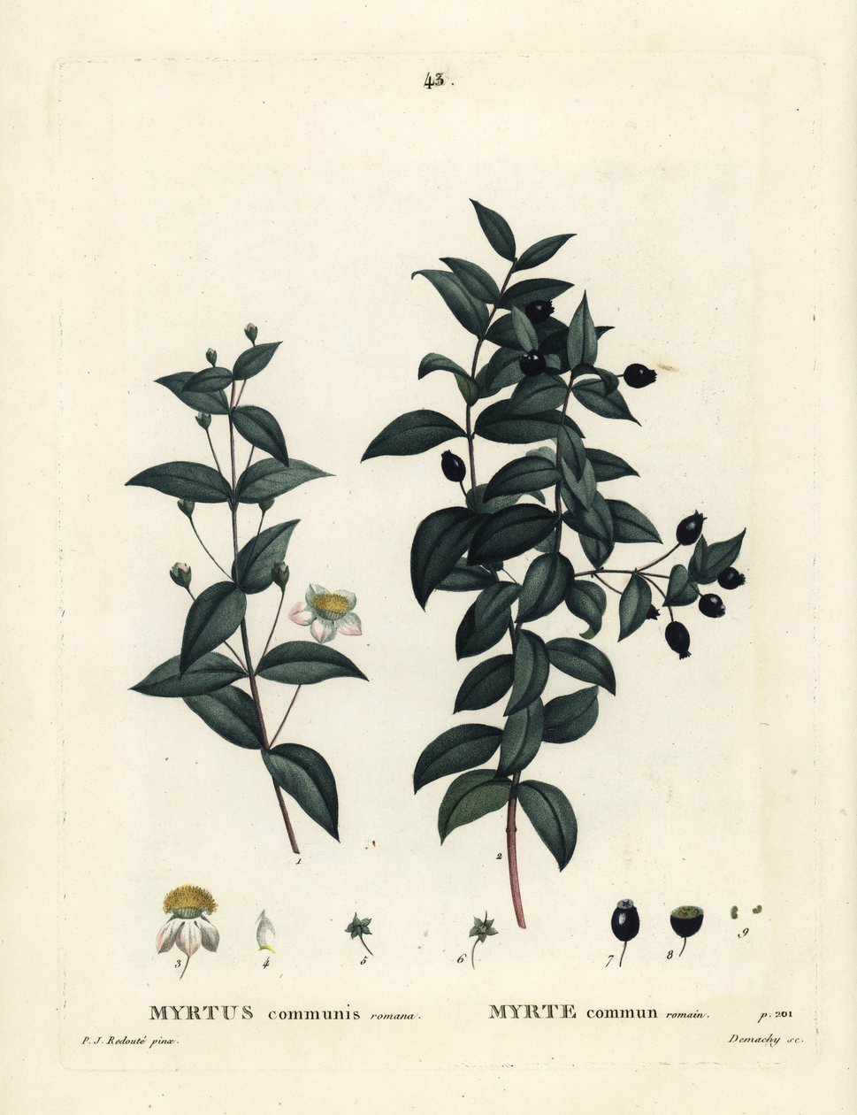 Vanlig myrten, Myrtus communis. Handfärgad stipplegravyr av Demachy efter en illustration av Pierre-Joseph Redoute från Henri Louis Duhamel du Moncels Treat des Arbres et Shrustes, Paris av Pierre Joseph Redouté
