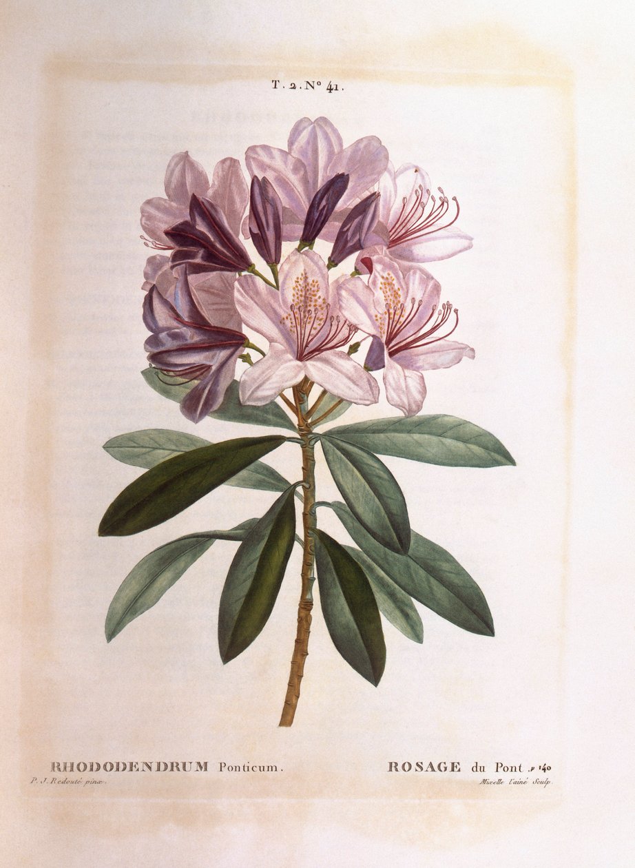 Vanlig rhododendron (Rhododendron ponticum), Henry Louis Duhamel du Monceau, botanisk platta av Pierre Joseph Redouté av Pierre Joseph Redouté
