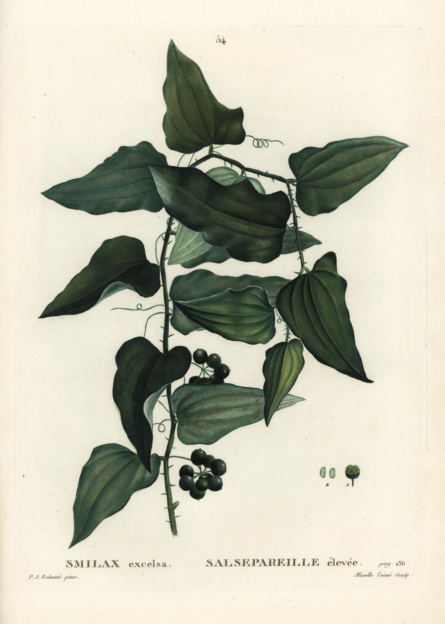 Vanlig smilax, grov bindweed, sarsaparilla eller medelhavssmiax, Smilax aspera (Smilax excelsa). Handkolorerad stipplegravyr av Mixelle l