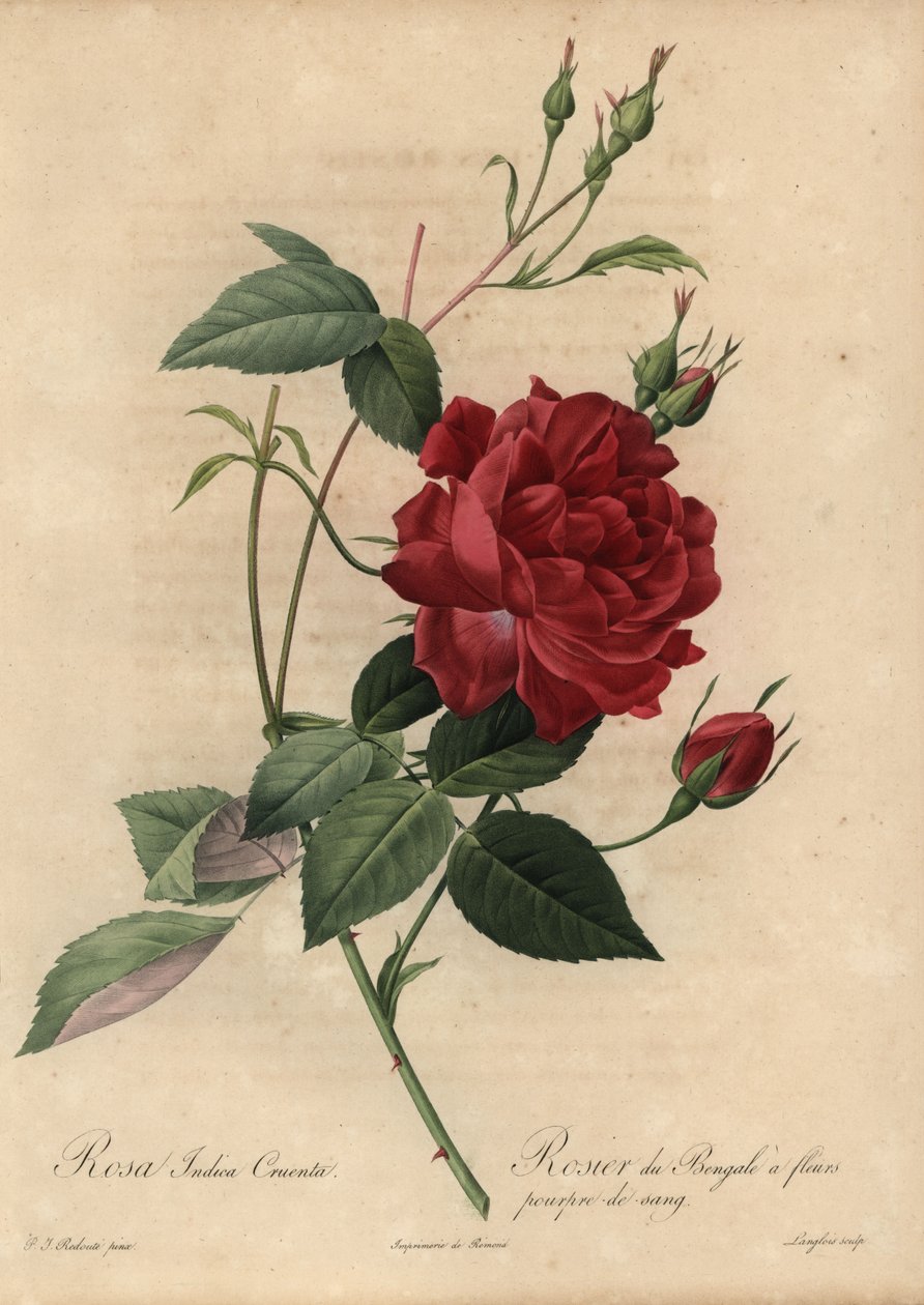 Crimson Kinaros, Rosa chinensis av Pierre Joseph Redouté