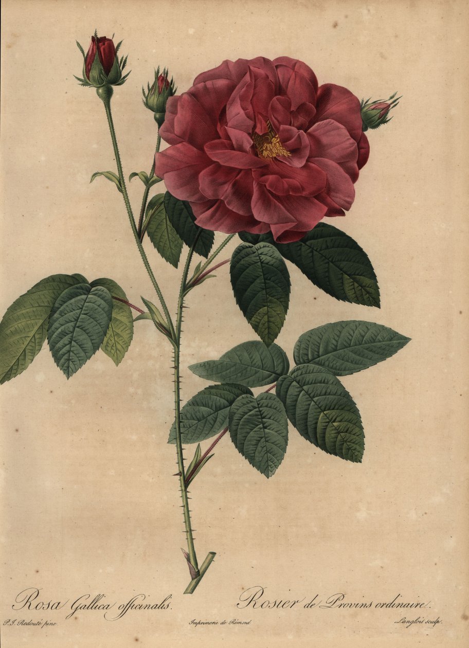 Crimson fransk ros eller ros från Provins, Rosa gallica officinalis av Pierre Joseph Redouté