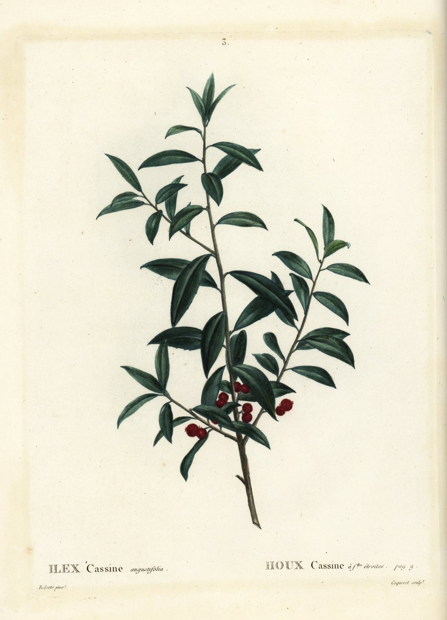 Dahoon järnek eller cassina, Ilex cassine. Handkolorerad stipplegravyr av Coqueret efter en illustration av Pierre-Joseph Redoute från Henri Louis Duhamel du Moncels Treat des Arbres et Shrustes, Paris av Pierre Joseph Redouté