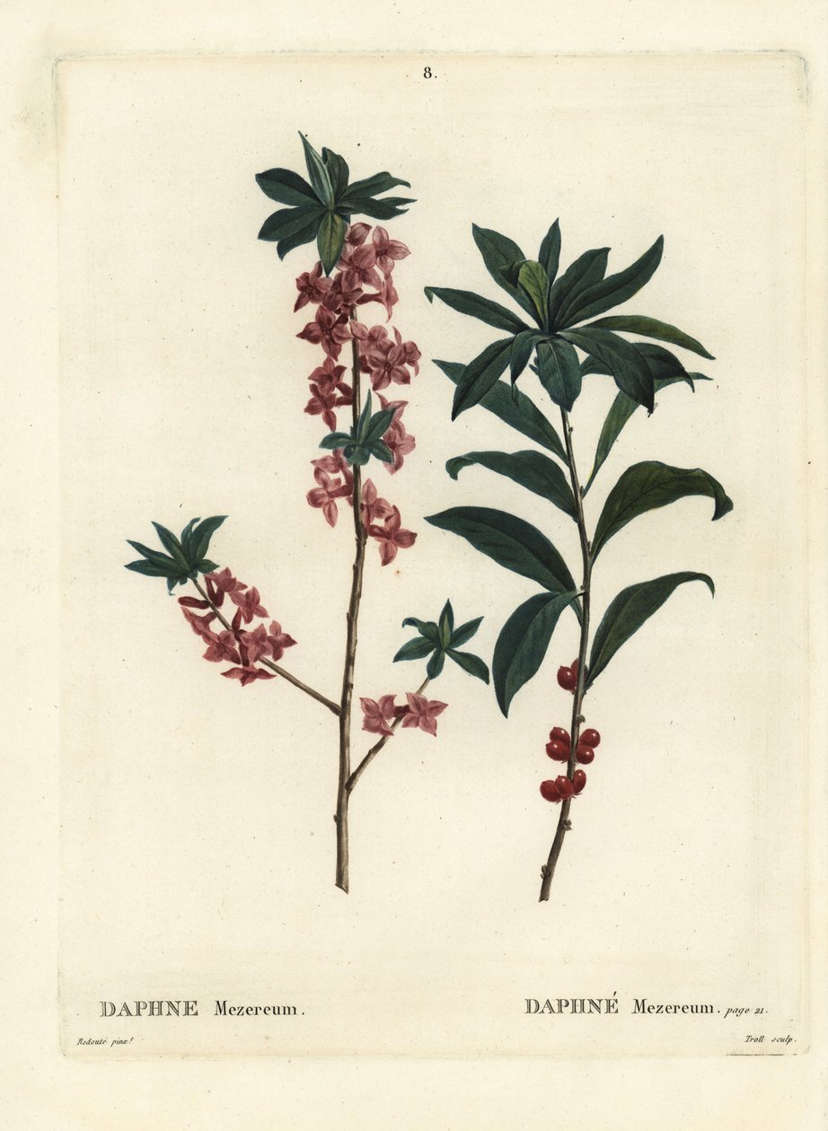 Daphne eller mezereon, Daphne mezereum. Handkolorerad stipplegravyr av Troll efter en illustration av Pierre-Joseph Redoute från Henri Louis Duhamel du Moncels Treat des Arbres et Shrustes, Paris av Pierre Joseph Redouté