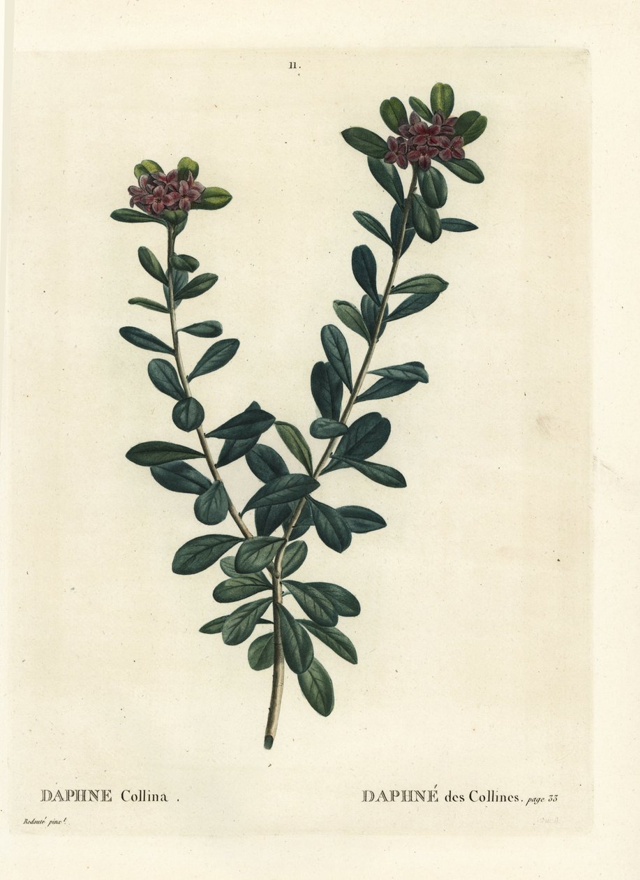 Daphne sericea (Daphne collina). Handkolorerad stipplegravyr av efter en illustration av Pierre-Joseph Redoute från Henri Louis Duhamel du Monceaus Treat des Arbres et Shrustes, Paris av Pierre Joseph Redouté