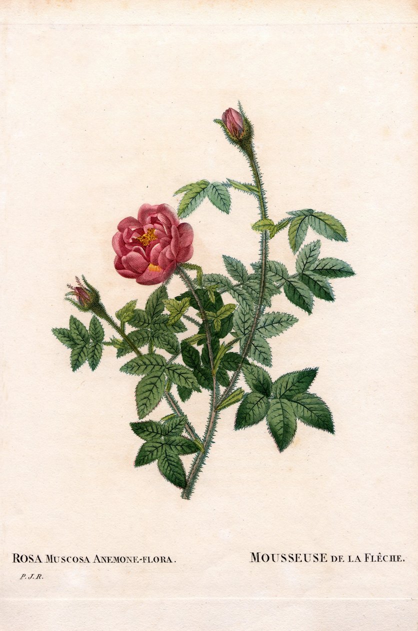 Från den rosa pilen, Rosa centifolia var. muscosa, La Mousseuse de la Fleche. Handfärgad kopparsticksgravyr från Pierre Joseph Redoutes ""Les Roses,"" Paris av Pierre Joseph Redouté