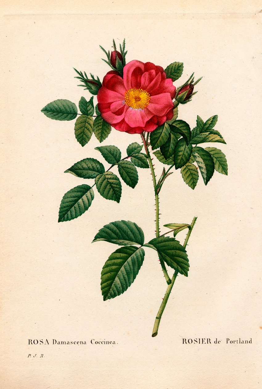 Hertiginnan av Portland ros, Rosa portlandica, Portland ros. Handfärgad kopparsticksgravyr från Pierre Joseph Redoutes "" Les Roses,"" Paris av Pierre Joseph Redouté