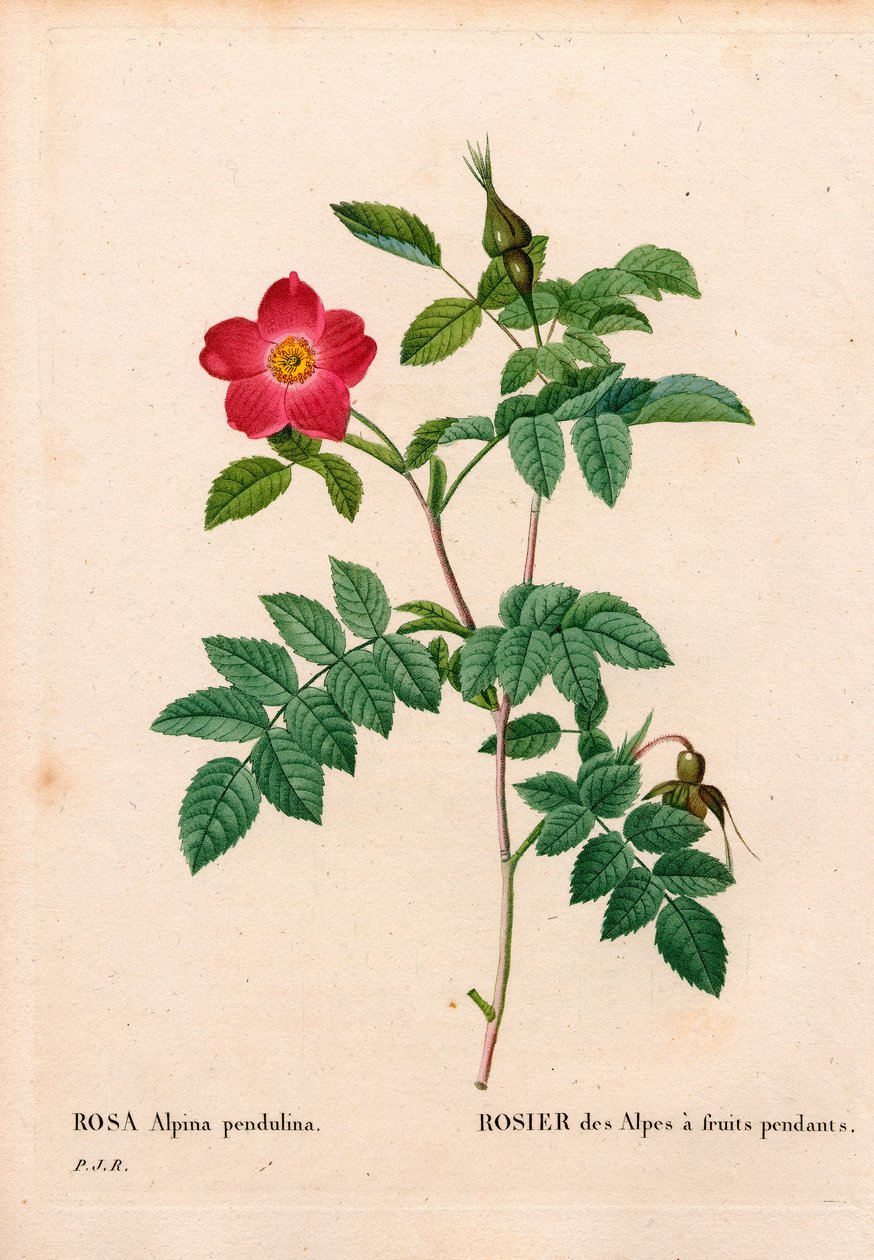 Under fruktad rosa alpin, Rosa pendulina. Handfärgad kopparsticksgravyr från Pierre Joseph Redoutes "" Les Roses,"" Paris av Pierre Joseph Redouté