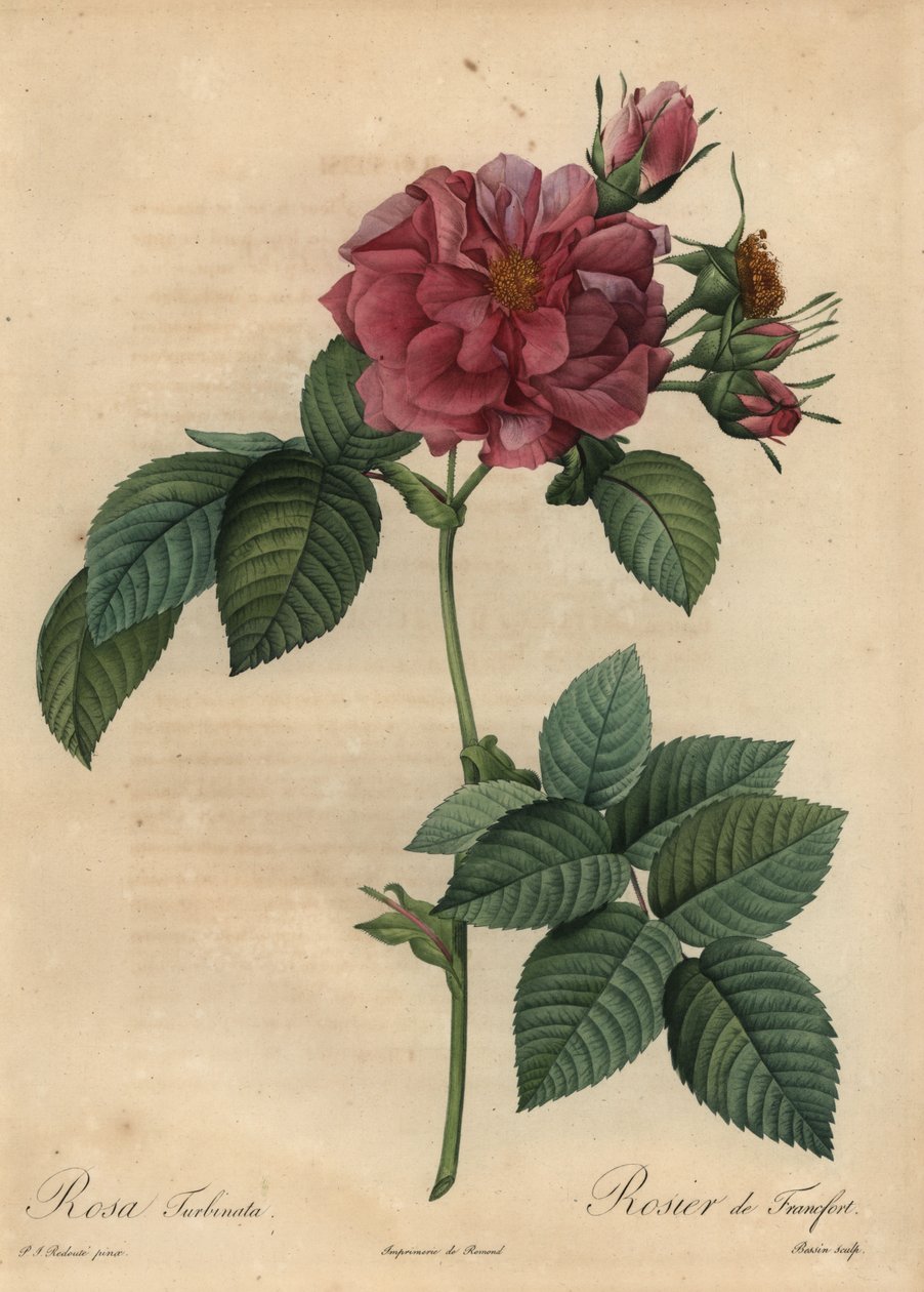 Dammrosa ros, Rosa turbinata av Pierre Joseph Redouté