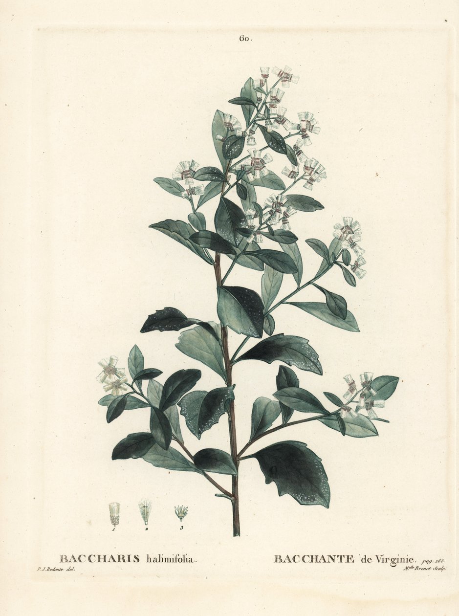 Östra baccharis, jordselbuske, havsmyrten eller saltbuske, Baccharis halimifolia. Handfärgad stipplegravyr av Miss Brenet efter en illustration av Pierre-Joseph Redoute från Henri Louis Duhamel du Moncels Treat des Arbres et Shrustes, Paris av Pierre Joseph Redouté