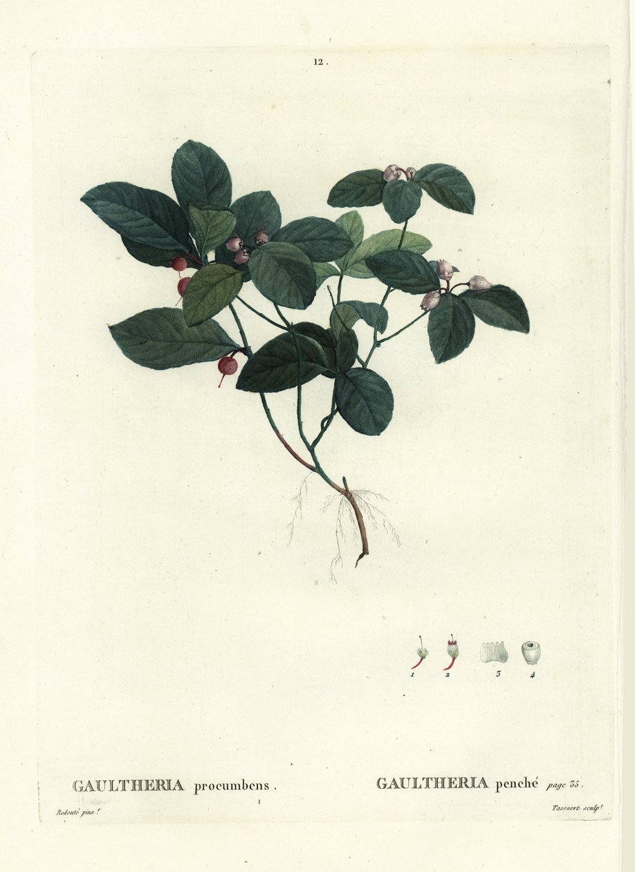 Östra tebär, schackbär eller boxbär, Gaultheria procumbens. Handfärgad stipplegravyr av Tassaert efter en illustration av Pierre-Joseph Redoute från Henri Louis Duhamel du Moncels Treat des Trees et Shrustes, Paris av Pierre Joseph Redouté