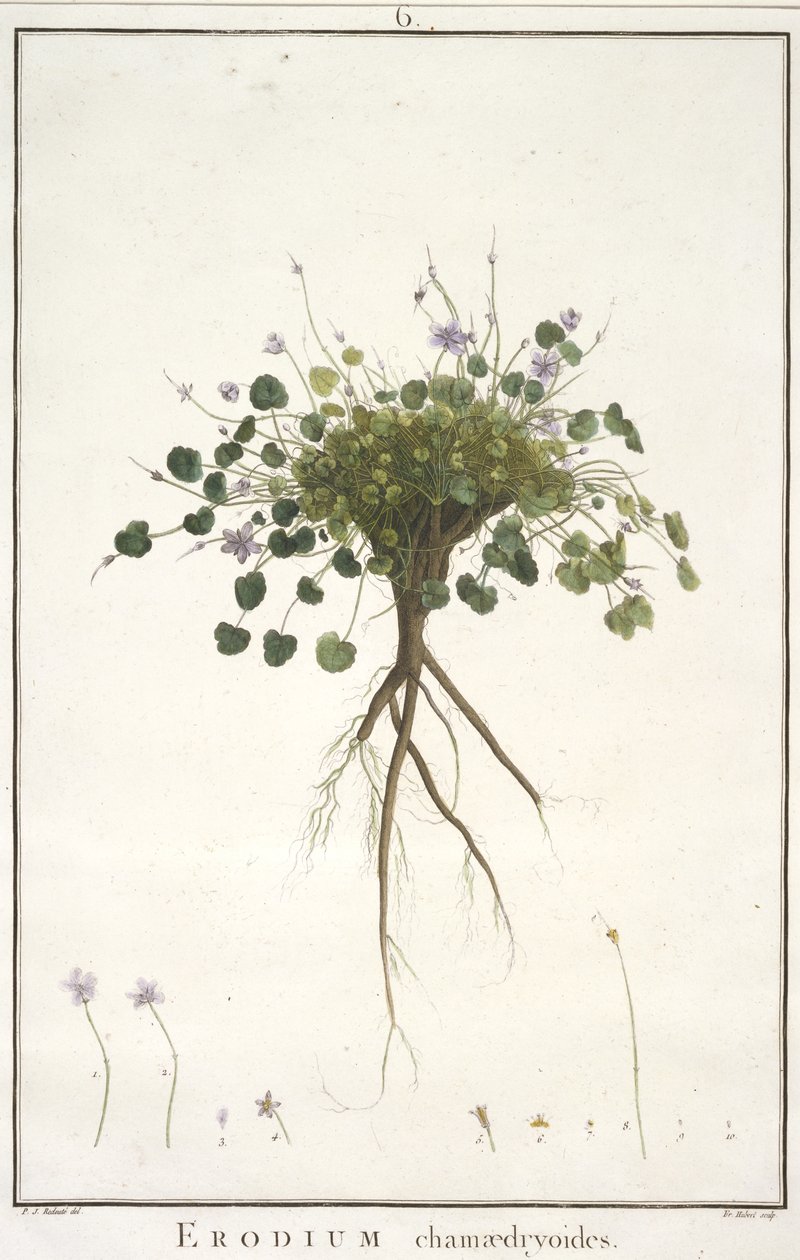 Erodium chamaedryoides, från Geraniologi, eller från historien om Erodius, Pelargonii, Monsonia och Grieli, illustrerad med ikoner, 1787-88 (handfärgad gravyr) av Pierre Joseph Redouté