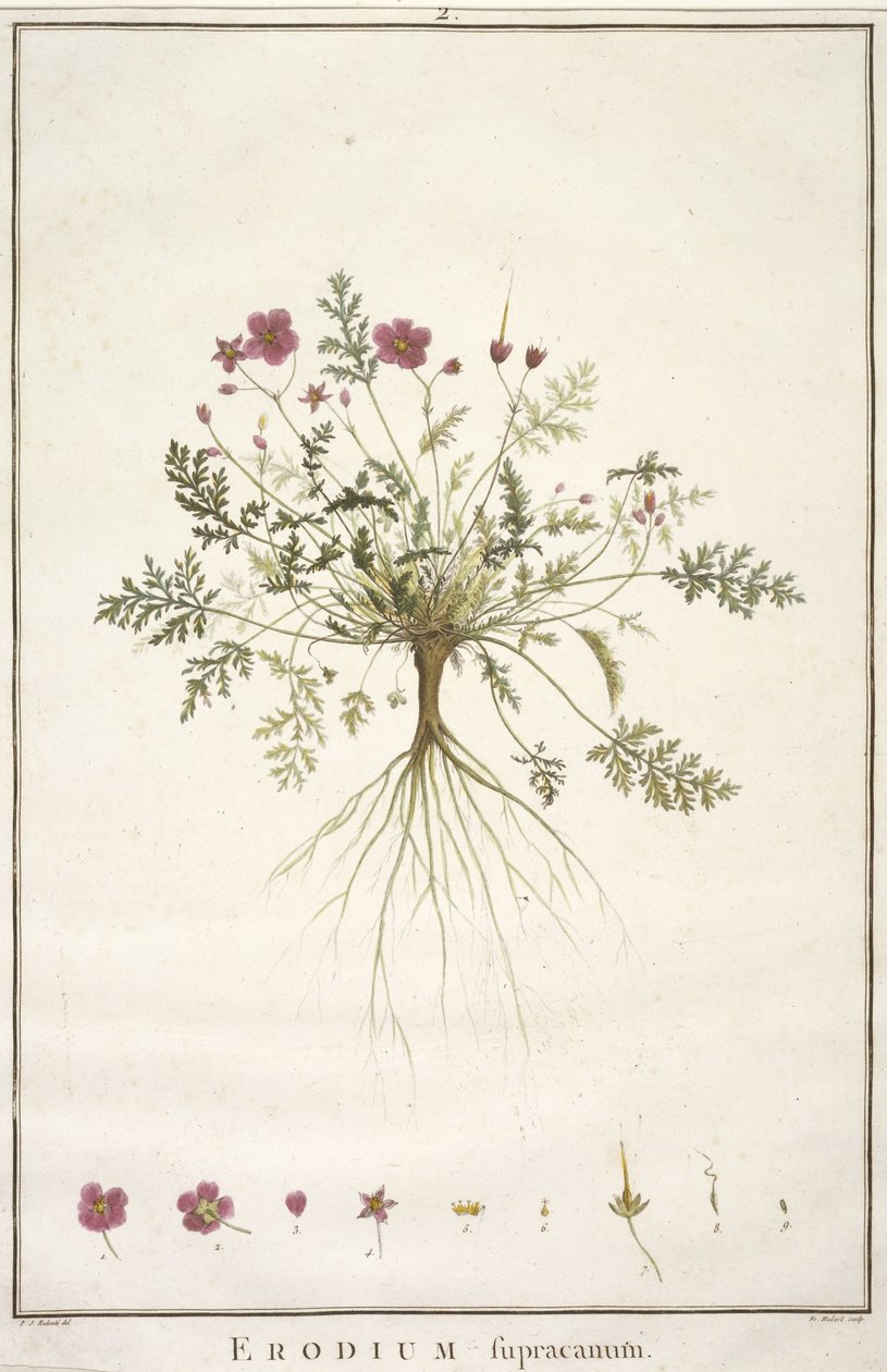 Erodius supracanum, från Geraniologi, eller från historien om Erodii, Pelargonii, Monsonia och Grieli, illustrerad med ikoner, 1787-88 (handfärgad gravyr) av Pierre Joseph Redouté
