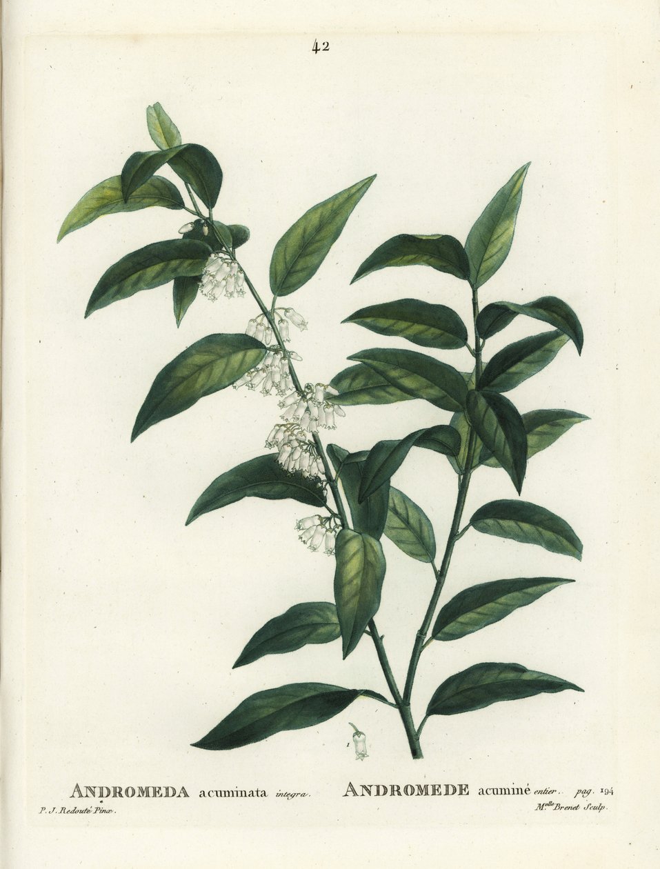 Fetterbush, Andromeda acuminata. Handfärgad stipplegravyr av Miss Brenet efter en illustration av Pierre-Joseph Redoute från Henri Louis Duhamel du Moncels Treat des Arbres et Shrustes, Paris av Pierre Joseph Redouté