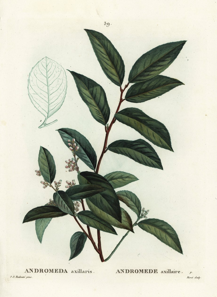 Fetterbush, Andromeda axillaris. Handkolorerad stippelgravyr av Moret efter en illustration av Pierre-Joseph Redoute från Henri Louis Duhamel du Moncels Treat des Arbres et Shrustes, Paris av Pierre Joseph Redouté