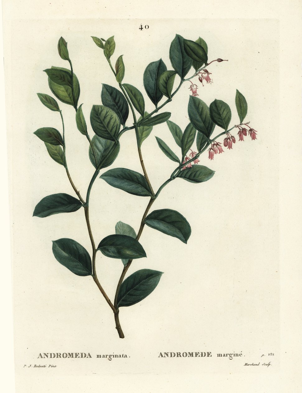 Fetterbush, Andromeda marginata. Handkolorerad stippelgravyr av J. Marchand efter en illustration av Pierre-Joseph Redoute från Henri Louis Duhamel du Moncels Treat des Arbres et Shrustes, Paris av Pierre Joseph Redouté