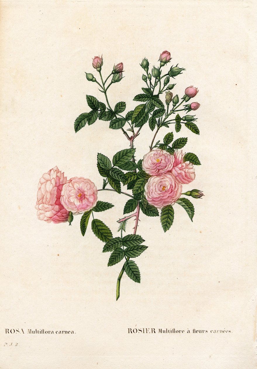 Köttrosa rosa multiflora, Rosa multiflora var. carnea, Rosier Multiflora med carneablommor. Handfärgad kopparsticksgravyr från Pierre Joseph Redoutes "" Les Roses,"" Paris av Pierre Joseph Redouté