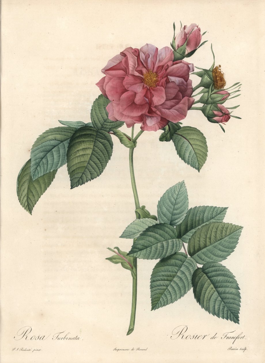 Frankfurt Rosier - Eau forte de Bessin, baserad på en illustration av Pierre Joseph Redoute (1759-1840), från Les Roses av Pierre Joseph Redouté