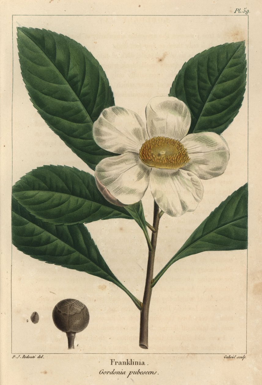 Franklinia-träd, Gordonia pubescens (gravyr) av Pierre Joseph Redouté