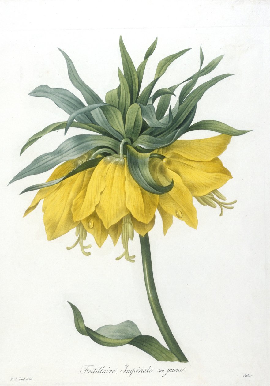 Fritillary, Imperiale gul sort, från valet av de vackraste blommorna och de vackraste frukterna, 1827 (handfärgad stipplegravyr) av Pierre Joseph Redouté