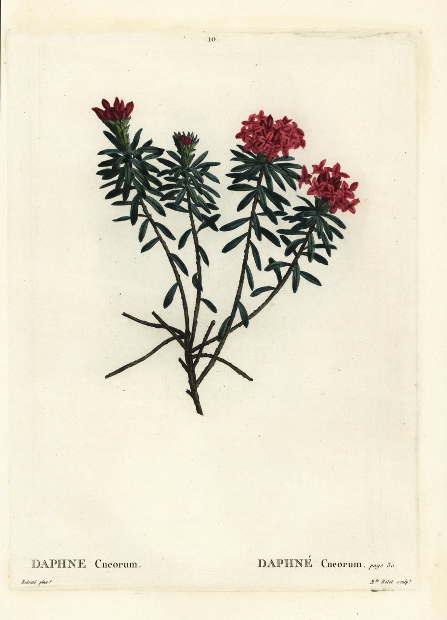 Garland blomma roséguld daphne, Daphne cneorum. Handkolorerad stipplegravyr av Miss Rolet efter en illustration av Pierre-Joseph Redoute från Henri Louis Duhamel du Moncels Treat des Arbres et Shrustes, Paris av Pierre Joseph Redouté