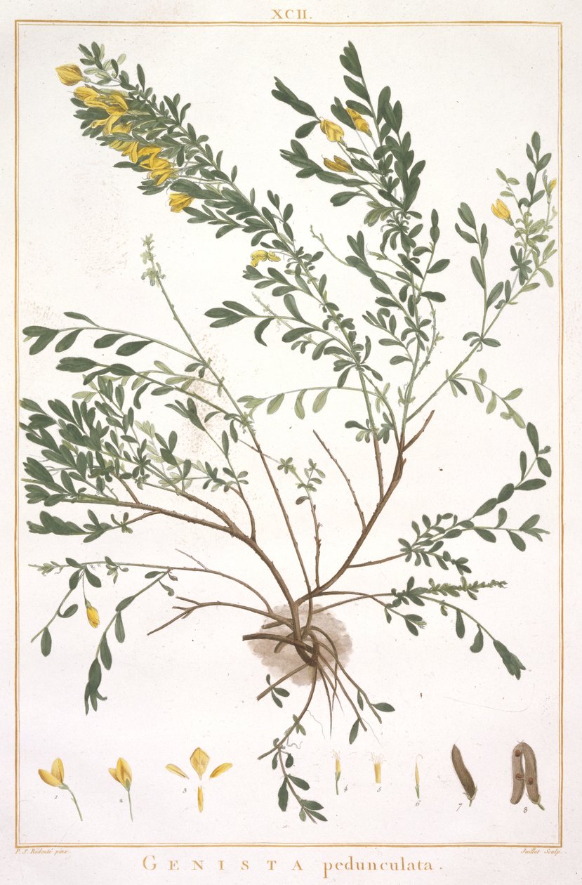 Genista pedunculata, från Stripes Nova or Less Known, 1784 (handfärgad gravyr) av Pierre Joseph Redouté