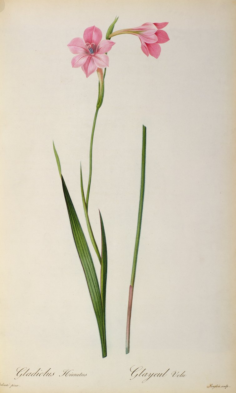 Gladiolus Hirsulus, från `Les Liliacees
