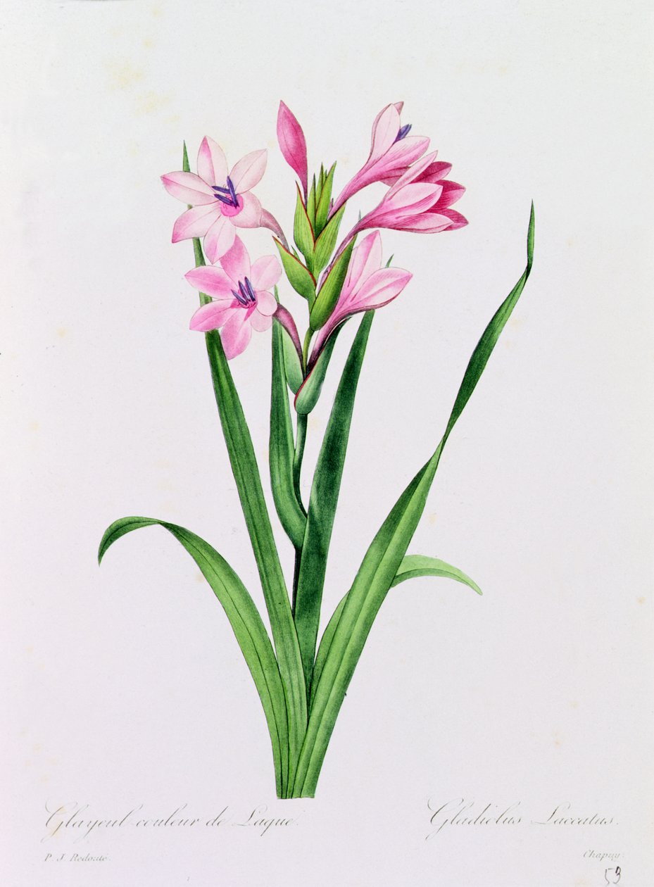 Glayeul färg av lack (färgad gravyr) av Pierre Joseph Redouté