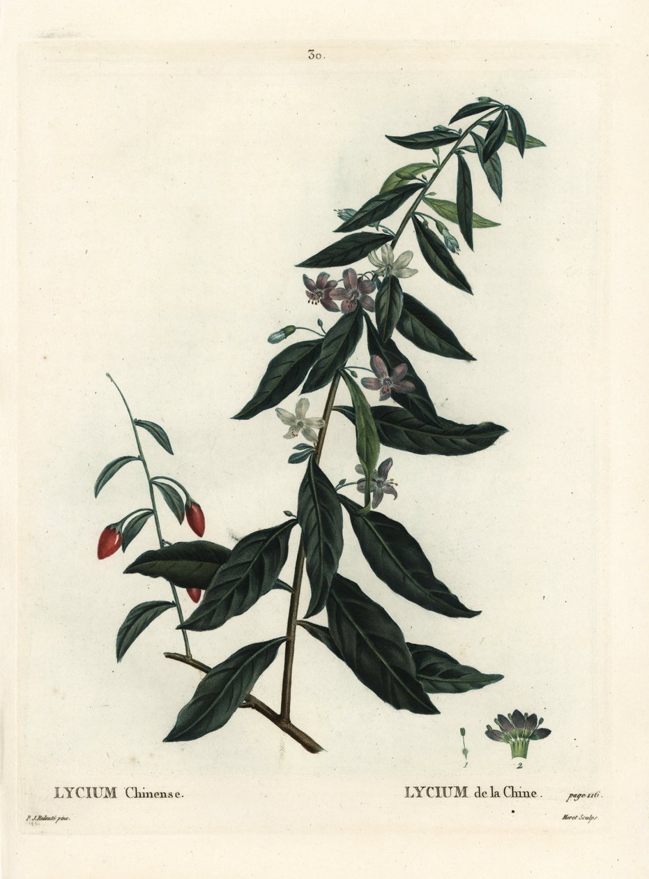 Gojibär eller kinesisk boxthorn, Lycium chinense. Handkolorerad stippelgravyr av Moret efter en illustration av Pierre-Joseph Redoute från Henri Louis Duhamel du Moncels Treat des Arbres et Shrustes, Paris av Pierre Joseph Redouté