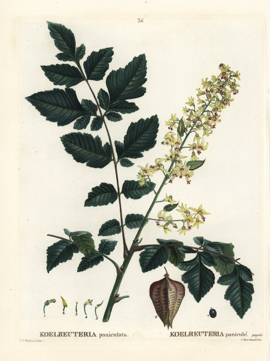 Goldenrain-träd, Indiens stolthet, Kinaträd eller lackträd, Koelreuteria paniculata. Handkolorerad stipplegravyr av efter en illustration av Pierre-Joseph Redoute från Henri Louis Duhamel du Monceaus Treat des Arbres et Shrustes, Paris av Pierre Joseph Redouté