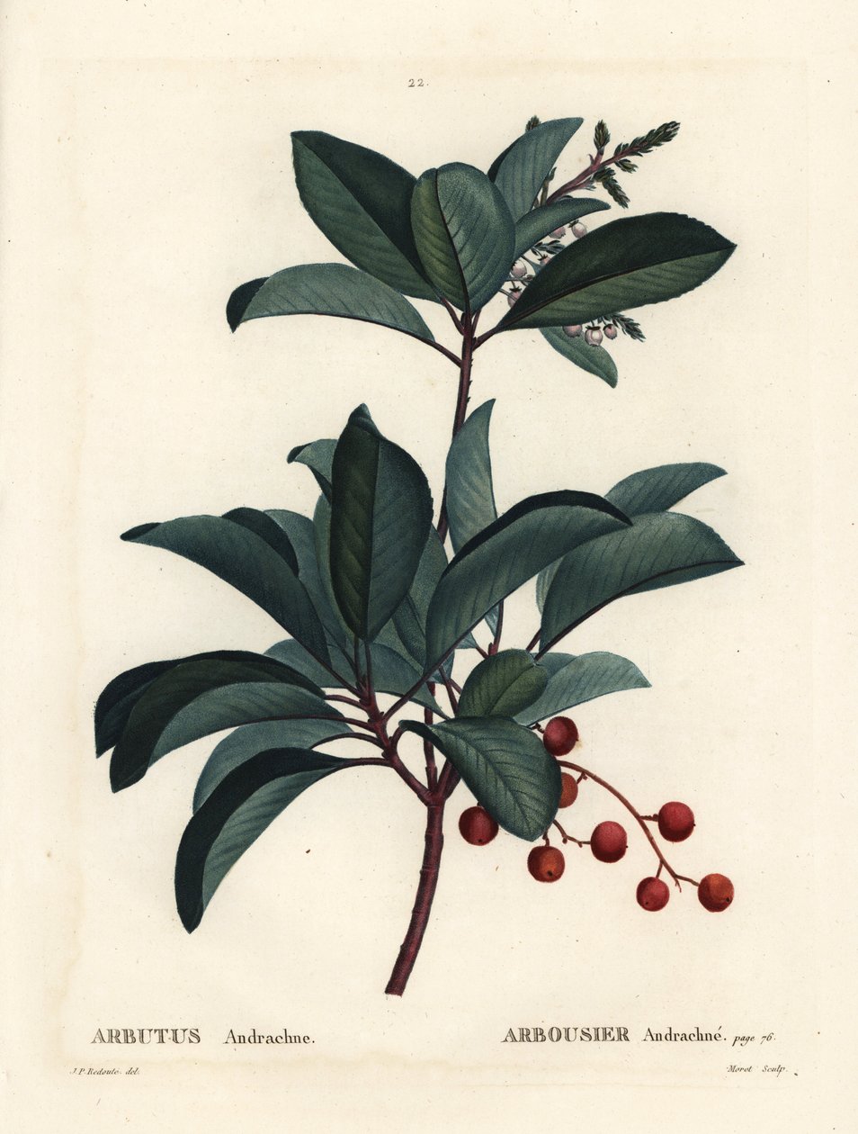 Grekiskt jordgubbsträd, Arbutus andrachne. Handkolorerad stipplegravyr av Moret efter en illustration av Pierre-Joseph Redoute från Henri Louis Duhamel du Moncels Treat des Arbres et Shrustes, Paris av Pierre Joseph Redouté