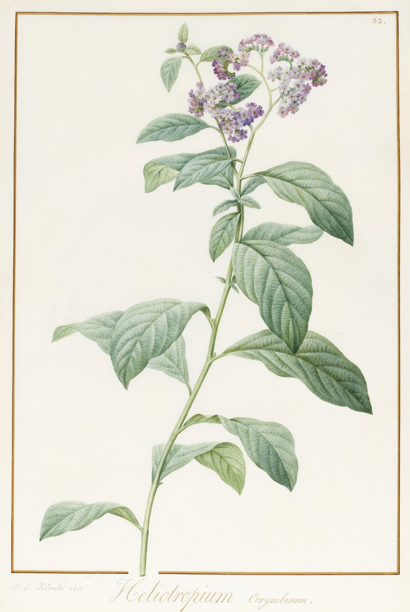Heliotropium Corymbosurn, 1812 (wc och bodycolour över grafit på pergament) av Pierre Joseph Redouté