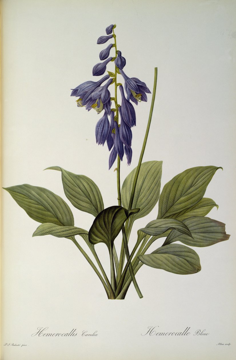 Hemerocallis Caerulea, från `Les Liliacees