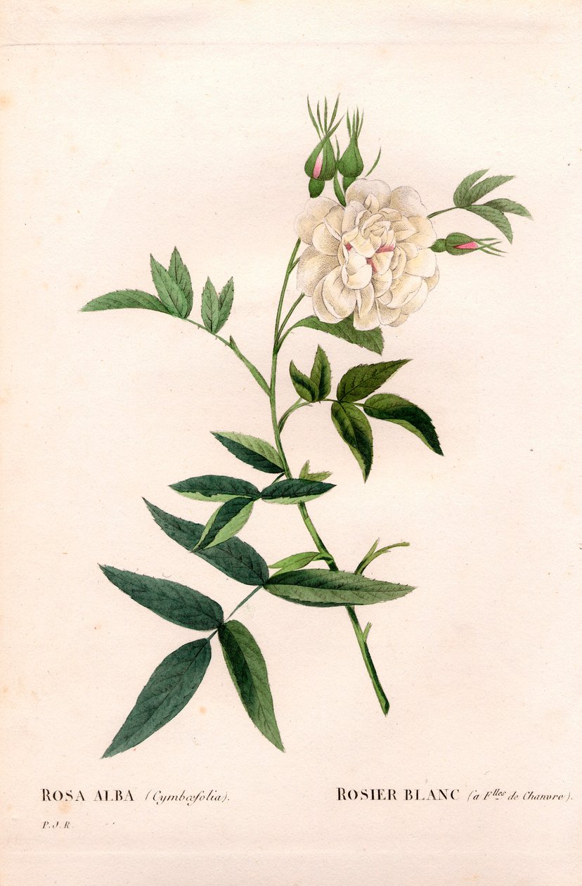 Hampabladig vit ros, Rosa alba var. cannabifolia, vit ros med hampablad. Handfärgad kopparsticksgravyr från Pierre Joseph Redoutes "" Les Roses,"" Paris av Pierre Joseph Redouté