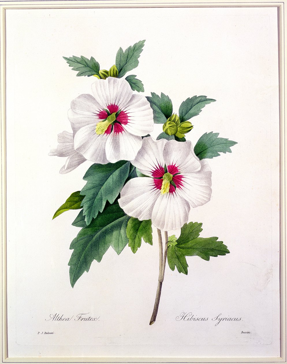 Hibiscus syriacus, graverad av Bessin, från 