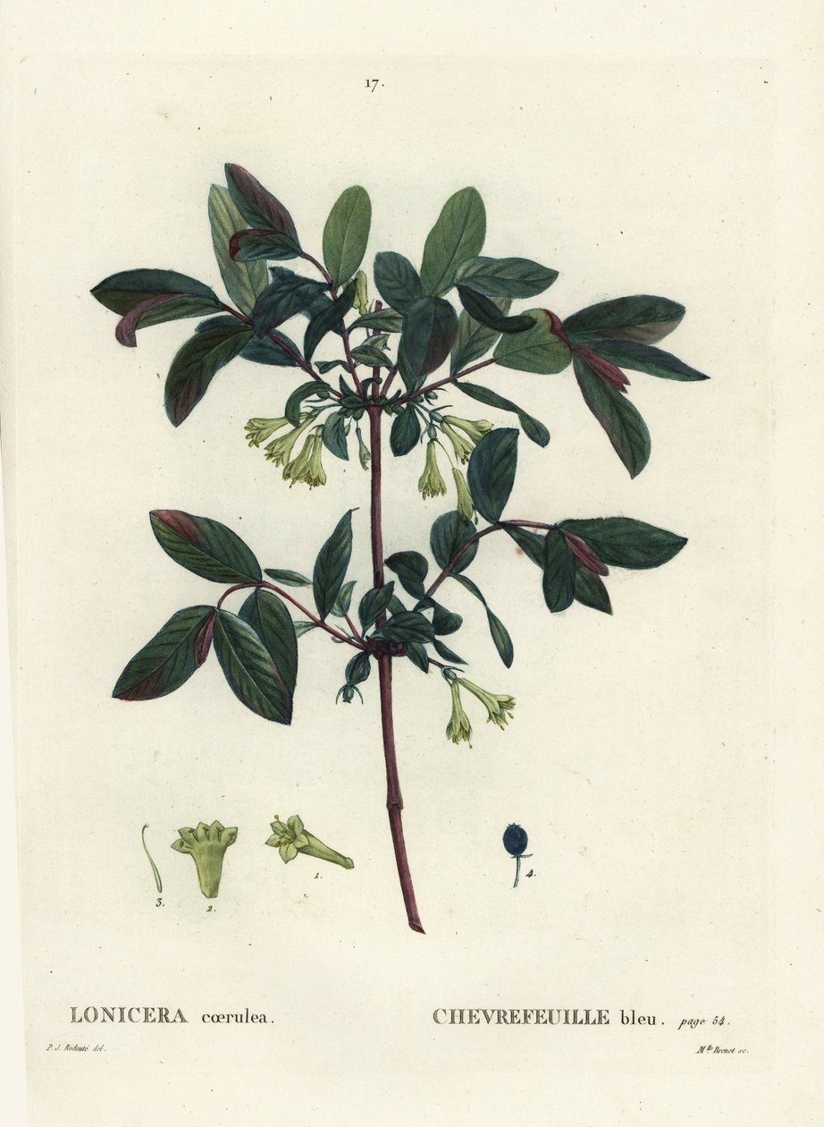 Honungsbär, Haskap bär, blåbär kaprifol, eller sötbär kaprifol, Lonicera caerulea. Handkolorerad stipplegravyr av Miss Brenet efter en illustration av Pierre-Joseph Redoute från Henri Louis Duhamel du Moncels Treat des Arbres et Shrustes av Pierre Joseph Redouté