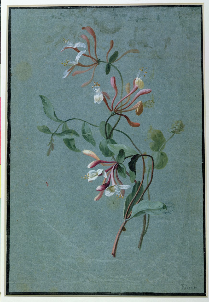 Honeysuckle (wc på blått papper) av Pierre Joseph Redouté