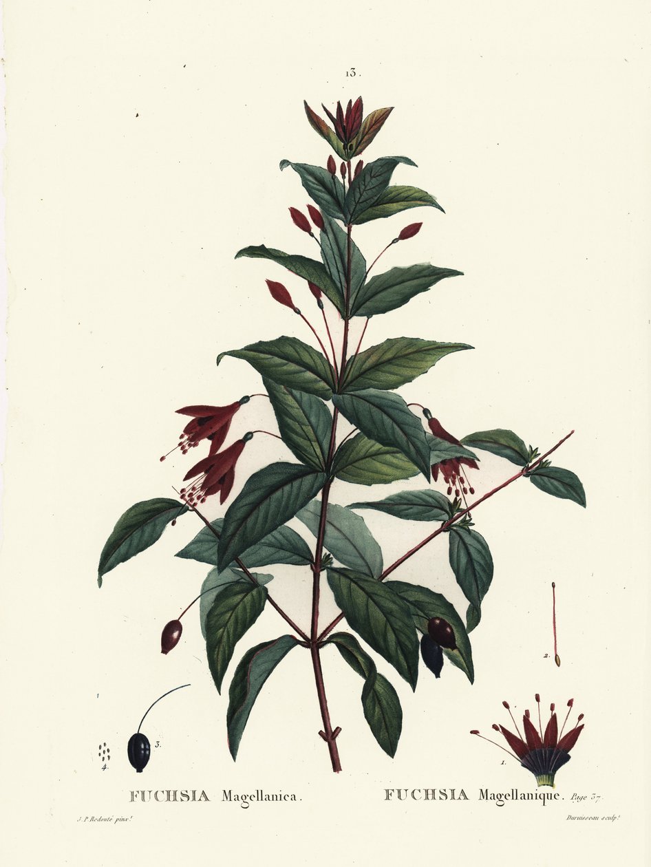 Hummingbird fuchsia, Fuchsia magellanica. Handkolorerad stippelgravyr av Du Ruisseau efter en illustration av Pierre-Joseph Redoute från Henri Louis Duhamel du Moncels Treat des Arbres et Shrustes, Paris av Pierre Joseph Redouté