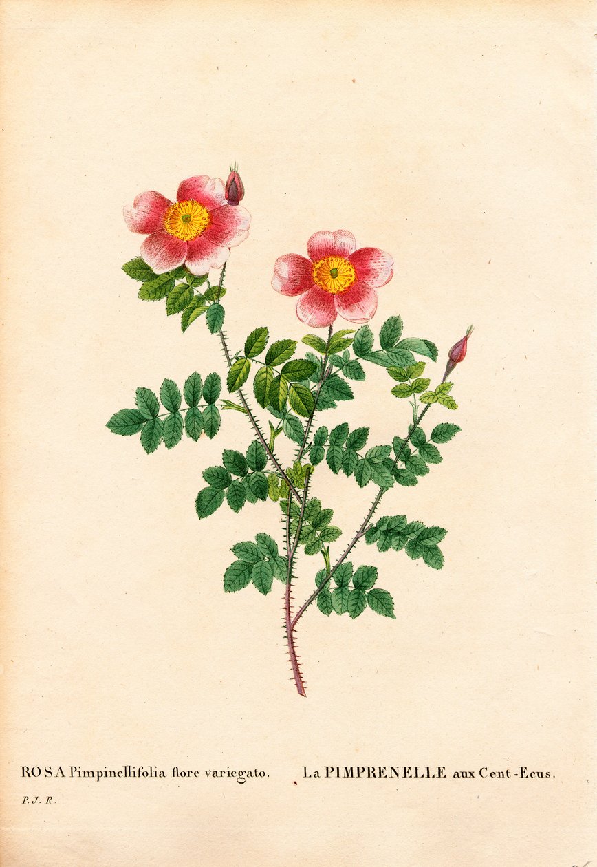 Hundrakronor Burnet rose, Rosa pimpinellifolia sort, La Pimprenelle aux Cent-Ecus. Handfärgad kopparsticksgravyr från Pierre Joseph Redoutes "" Les Roses,"" Paris av Pierre Joseph Redouté