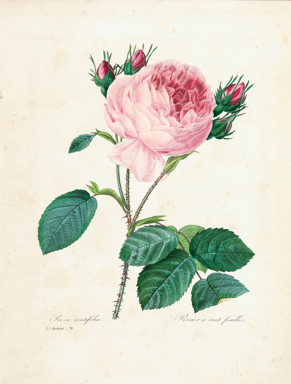 Hundrabladiga ros, från "Val av de vackraste blommorna och de vackraste frukterna", Vol. I, 1827-33 av Pierre Joseph Redouté