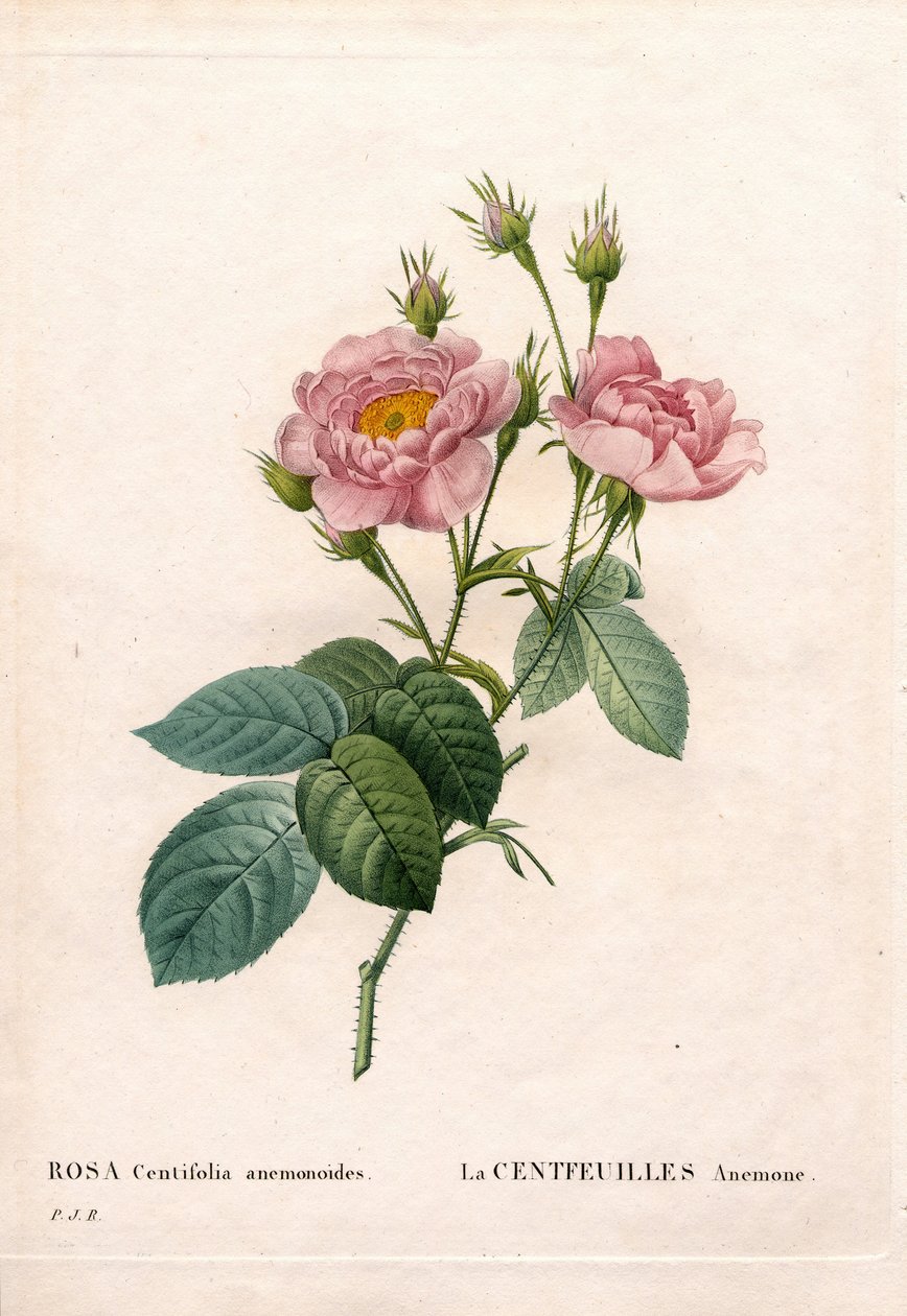 Hundrabladig anemonros, Rosa centifolia sort, La Centfeuilles Anemone. Handfärgad kopparsticksgravyr från Pierre Joseph Redoutes "" Les Roses,"" Paris av Pierre Joseph Redouté